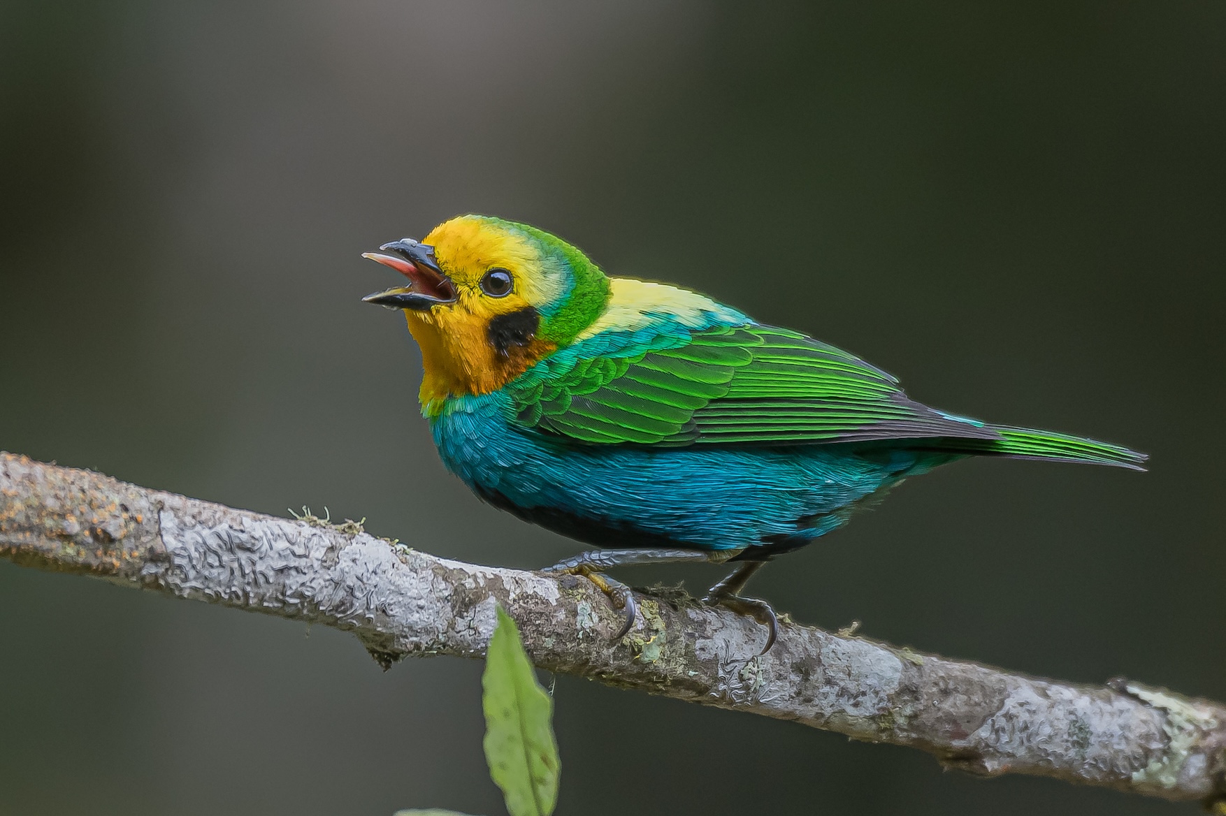 Colors of the Andes: Colombia Bird Photography Tour